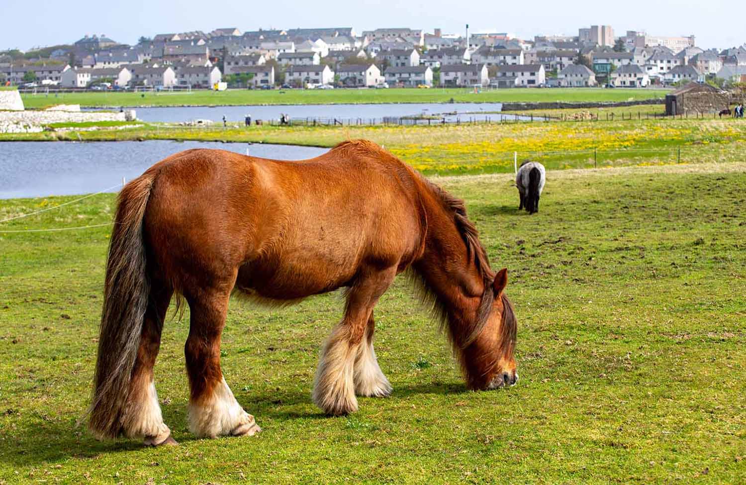 Shetlandpony Clickimin Broch