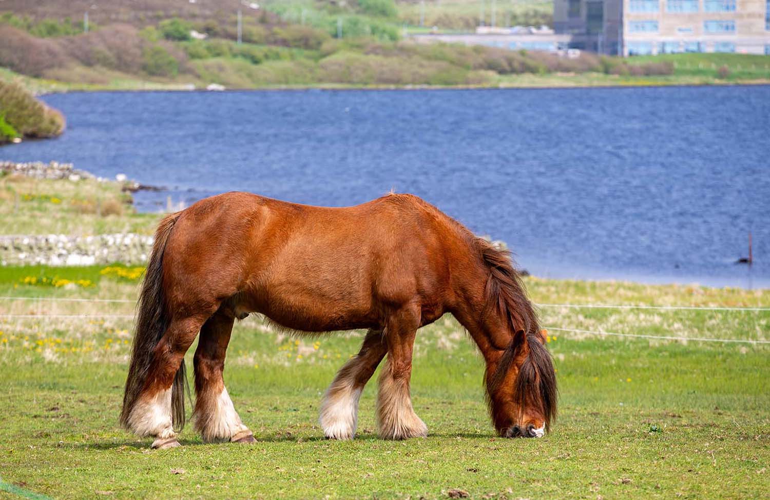 Shetlandpony Clickimin Broch