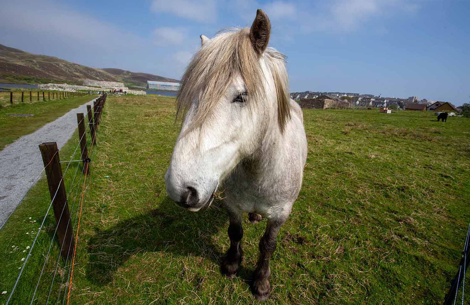 Shetlandpony Clickimin Broch