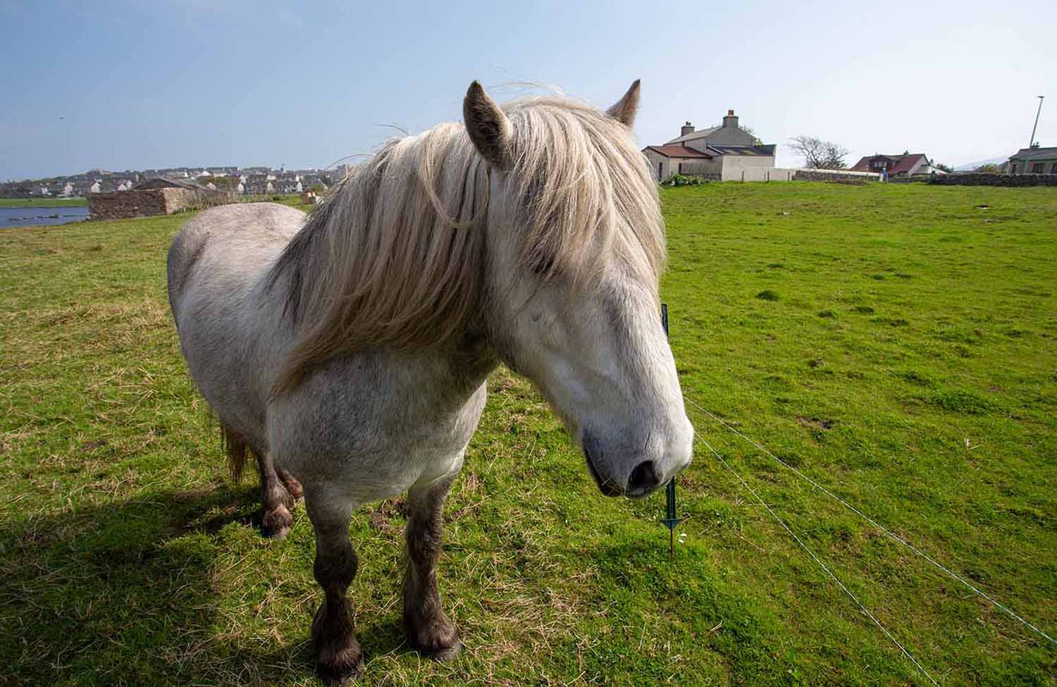 Shetlandpony Clickimin Broch