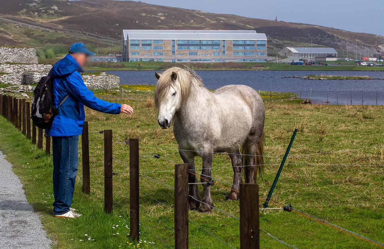 Shetlandpony Clickimin Broch