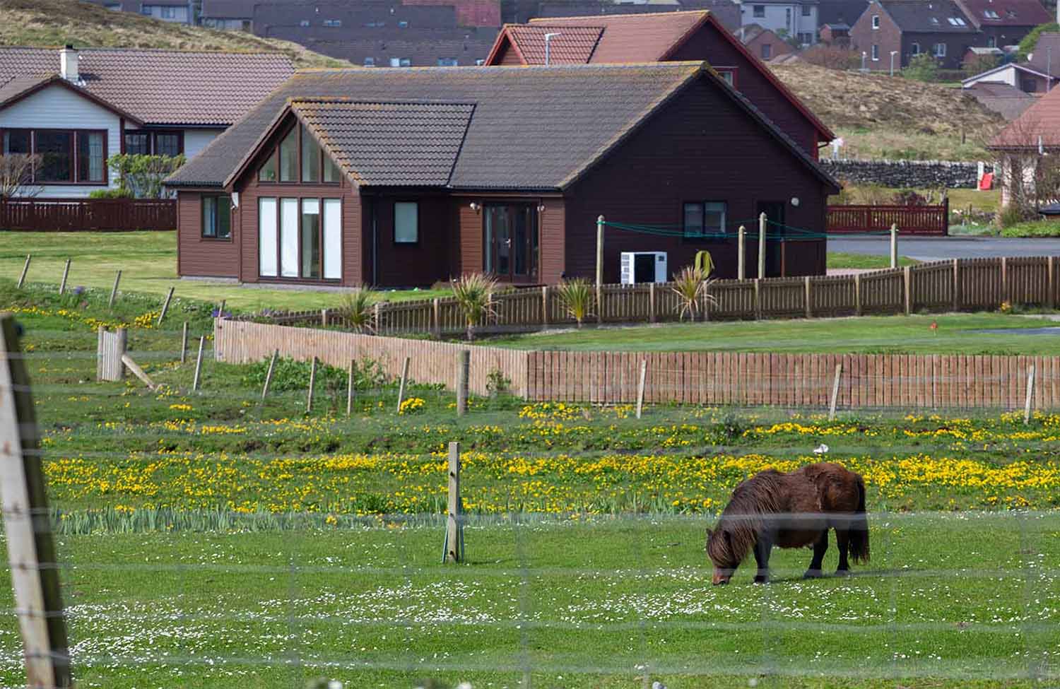 Sands of Sound Shetlandpony