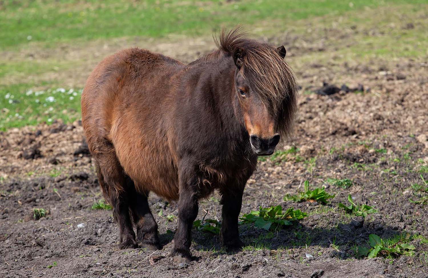 Sands of Sound Shetlandpony